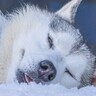 『ハスキー犬が爆睡している』と思ったら…まさかの『場違いすぎる光景』にツッコミ殺到「ドッグがランしないの草」「可愛いｗ」と6万9000いいね