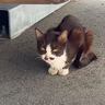 背骨が突き出て『ガリガリにやせ細った猫』との出会いから２年…当時が嘘のような光景に涙する人続出「本当にありがとう」「もう涙が…」の声