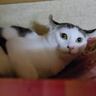 実家に預けた猫→４日後に迎えにいった結果…飼い主を見たときの『思わぬ反応』が泣けると202万再生「寂しかったんだろうね」「可愛すぎる」