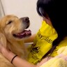 高校生になり忙しくなった女の子→帰宅すると『寂しがっていた大型犬』が近づいてきて…ほっこりが止まらない『甘えん坊すぎる光景』が24万再生