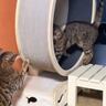 『一体なにをしているの…？』キャットホイールを回す2匹の猫→二度見不可避な『まさかの光景』が214万再生「餅つき大会ｗ」「職人感ｗ」