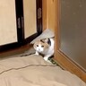 “猫用ドア”から出てきた三毛猫→パパの膝に乗るかと思ったら…圧倒的に『小悪魔すぎる姿』が92万再生「ぽてぽてが歩いとる」「推し猫です」