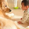 『まるで母親…？』2匹の犬が赤ちゃんと一緒に過ごした結果→あまりにも尊い『面倒見がよすぎる光景』が30万再生「優しさ溢れてる」と称賛の声