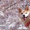 春でも犬は『熱中症』になるの？重症化してしまう原因や事前にできる対策まで