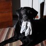 飼い主が勘違いしてしまう『犬の行動』8つ　愛犬の仕草の理由とは？注意点まで解説