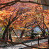 紅葉や川のきらめきが素敵な宇治川エリアを朝散歩してみたら、「いとをかし」みたいな感情を味わえました。【京都府宇治市】