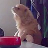 『あぁぁあぁぁー！』ペットカメラで犬を見てみたら…衝撃的な『ハプニング』がコント過ぎると155万再生「諦めてるの可愛いｗｗ」「耐えてて草」