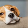 犬が『うつ病』になったときの症状４選　危険な状態になる前触れとは？