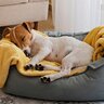 犬が寝起きにしがちな『8つの行動』
