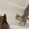 猫がお風呂に居座るので『お湯はり』をした結果…まさかの動きが大爆笑すぎた→「笑ったｗ」「何度も見た」と147万再生の大反響