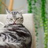 ガーン…猫が『なでた場所をすぐなめる』のはなぜ？考えられる4つの理由