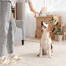 犬に絶対やってはいけない『待て』の仕方4選　愛犬に苦痛を与えるタブー行為とは？