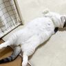 猫が「落ちてる」意外な理由　コタツが暑すぎる→出てきてヘソ天　をループしていた