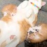 へそ天姿で寝始めた先住猫→子猫たちもやって来て…思わずニヤける『幸せ溢れすぎな光景』が26万再生「ほのぼの感ハンパない」「完全に父子ｗ」