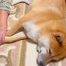おばあちゃんに犬を預けて買い物へ→家に帰ってくると…あまりにも尊い光景が380万再生「心が温まった」「涙出る」「大好きなの伝わる」と絶賛