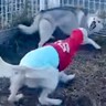 ビビりなハスキー犬が囲まれてしまった結果→予想外の『スーパーヒーローが登場する光景』に絶賛「駆けつけた姿にキュンとした」と21万再生