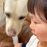 2歳の女の子が『大型犬とぶつかって大泣きした』結果…まさかの反応と『可愛すぎる結末』が54万再生「ションボリしてて泣く」「姉妹みたい」