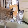 柴犬が『いなくなった猫』を探しに探した結果…『爆笑のオチ』が146万再生「タイミング完璧ｗｗ」「思わず顔が綻んだ」の声