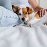 犬が飼い主に寄りかかる『4つの理由』愛犬が体を預けてきたときにすべき正しい対応とは？