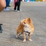 犬が不満を感じている『散歩の仕方』8選　毎日の日課が苦痛な時間となっている可能性も…