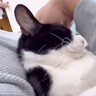 パパが猫達と添い寝してたら『ママ』が入室して…『幸せから一転』な光景が7.6万再生「ママが居なかったからｗ」「めっちゃ笑える」爆笑の声