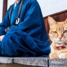外国でも注目を集める『日本猫』ってどんな猫？その歴史や特徴など、魅力を解説！