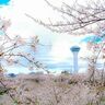 【北海道の絶景】ここでしか見られない春の風景　咲き乱れる桜からのぞく「シンボル」／函館・写真５選