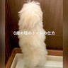 『誰が教えたのｗｗ』犬のトイレの様子を赤ちゃんの時から記録→1歳になったら…まさかの光景に爆笑「フラダンス？」「うちも同じｗ」の声