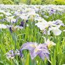 花菖蒲とあじさいが咲き誇る「ブルー&ホワイトガーデン
