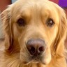 『構ってアピール』が徐々にエスカレートする大型犬→絶対に逃れられない『レベルMAXの行動』が7万再生「可愛い」「うちの子かとｗ」共感も