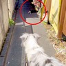 犬の散歩で細い道に入ったら、真ん中に『天敵の野良猫』がいて…葛藤する光景と『飼い主とのやり取り』が198万再生「平和的解決ｗ」「賢い」
