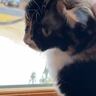 血の繋がっていない保護子猫を育てた母猫→お別れしてから1年8ヶ月後…『まさかの展開』に感動の声「感動してウルっときた」「良い話」