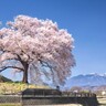 サクラと富士山がコラボする絶景　静岡県からも近い山梨県のスポット4選