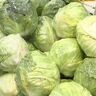ついにキャベツに値下がりのときが…！今後安くなる期待の野菜もスーパーで調査
