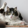 猫たちの大切な『モーニングルーティン』5選　1日のスタートを切るため毎朝やっている習慣とは？