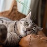 愛猫が『めんどくさい…』と思っているときのサイン4選　見落とすと不機嫌になっちゃうかも？