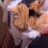 大好きなパパが帰宅すると、猫が…予想以上に『大喜びでお出迎えする姿』が可愛すぎると７万再生「ずっと見ていたい」「ポテポテで可愛い」