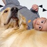 大型犬が『赤ちゃんと一緒に育てられた』結果…想像以上の『お兄ちゃんっぷり』が21万再生「ずっと離れないの優しい」「犬って最高」と感動