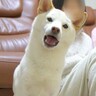 犬に『旅行に行きたい？』と聞いてみた結果…まさかの『最高の返事』が可愛すぎると絶賛「会話成立してる」「賢すぎてビックリ」と7万再生