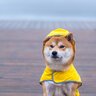 犬に『レインコート』は着せたほうがいい？得られるメリットや拒否する時の対処法まで