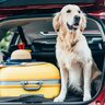 犬が『ドライブ』好きなのって本当？お出かけしたがる理由から愛犬を守るために注意すべきことまで