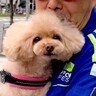 １年ぶりに『大好きな配達員さん』に会えた犬…思わず笑みがこぼれる『感動の再会』に「自分のことのように嬉しい」「織姫と彦星だね」と大絶賛