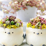 多肉植物やお花関連のお店が福島市「四季の里」に大集合！