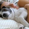 愛犬が夢に出てくる理由とは？５つのシチュエーション別に隠されているその意味や暗示まで解説