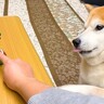 犬の前で『ワニワニパニック』をしてみた結果…危険を察知した『まさかの行動』が可愛すぎると106万再生「むしろモフモフパニックｗ」と爆笑