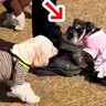 『ほかの犬のパパ』に甘えまくった犬→ブチギレられた結果…あまりにも速い『降参の瞬間』が53万再生「秒すぎて草」「笑っちゃうｗ」と爆笑