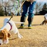 犬が満足できない『4つの散歩方法』愛犬にマイナスな効果を与える可能性も…