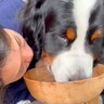 大型犬が『ご飯を食べなくなってしまった』結果…飼い主のたゆまぬ努力と『まさかの対処法』が82万表示「甘えん坊さん過ぎるｗ」賞賛の声も