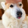 犬が『仕事に行こうとするパパ』に怒った結果…不満で見せた『まさかの変形』が可愛いと29万再生「ツチノコで草」「拗ねた顔も可愛いｗ」