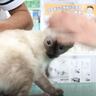 検診で動物病院にやって来た子猫→お尻に棒を入れられた次の瞬間…可愛すぎる『絶叫』が22万再生「たまらん」「よく頑張ったね」の声